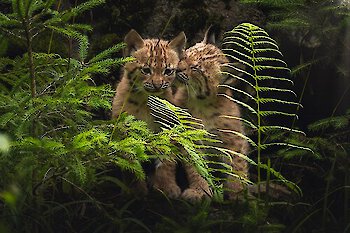 Luchse im Tierfreigehege - Nationalparkzentrum Falkenstein